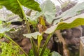 Brown butterfly on vibrant green plant inside a greenhouse with glass roof Royalty Free Stock Photo