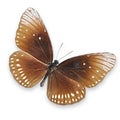 Brown butterfly on white background Royalty Free Stock Photo