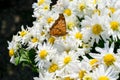 A brown butterfly on white Chrysanthemum Royalty Free Stock Photo