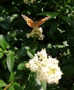 Brown butterfly on white flower2 Royalty Free Stock Photo