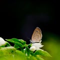 Brown butterfly on white flower and dark blackground Royalty Free Stock Photo