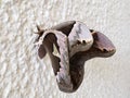 brown butterfly in a white wall Royalty Free Stock Photo