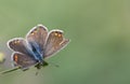 A brown butterfly with yellow dots and a blue body is perched on a branch against a green background. The butterfly has spread its