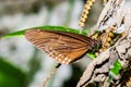 Brown butterfy in nature