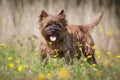 Brown Cairn Terrier Dog