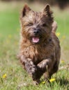 Brown Cairn Terrier Dog