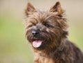 Brown Cairn Terrier Dog