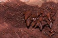 Brown calcite crystal growing from the ceiling of a rock cavity