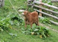 Brown calf