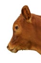 A brown calf Royalty Free Stock Photo