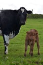 Brown Calf and Black Cow in a Pasture Royalty Free Stock Photo