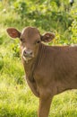 Brown Calf Chewing on Grass