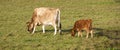 Brown calf and cow graze in green meadow Royalty Free Stock Photo