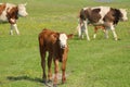 Brown calf and cows