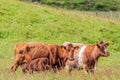 Brown calf cows on green pasture with their calves Royalty Free Stock Photo