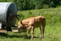 brown calf drinks from the water trough