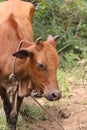 brown calf on the field - a brown skin cow standing alone in the field