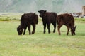 Brown calf grazing green pasture grass