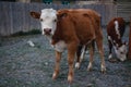 Brown calf grazing in the village. Rural life Royalty Free Stock Photo