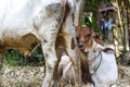 Brown calf with his mother cow