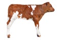 Brown calf