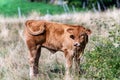 Brown calf in a mountain pasture - Italian Alps Royalty Free Stock Photo