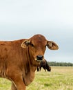 Beef cattle livestock calf in camera looking at the camera