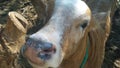 a brown calf peeking out of its pen