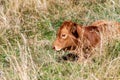 Brown calf resting in the dry grass - Italian Alps Royalty Free Stock Photo