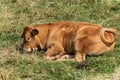 Brown calf resting in a mountain pasture - Italian Alps Royalty Free Stock Photo