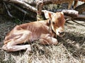 Brown Calf sitting on dry grass Royalty Free Stock Photo