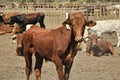 brown calf standing with the herd in the padlock