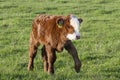 Brown calf walk on green meadow