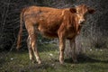 Brown calf walk on green meadow. It growing in free range organic farm. Young brown cow out in free range green pasture, peaceful Royalty Free Stock Photo