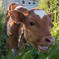 Young brown calf with white spots