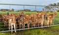 Brown Calves Behind Gate Royalty Free Stock Photo