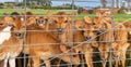 Brown Calves Behind Steel Gate Royalty Free Stock Photo