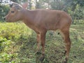 Brown calves eating on green grass