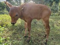 Brown calves eating on green grass