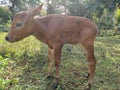 Brown calves eating on green grass