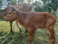 Brown calves eating on green grass