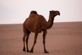 Brown camel in arabian desert