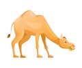 Brown Camel as Even-toed Ungulate Desert Animal Chewing Grass Vector Illustration Royalty Free Stock Photo