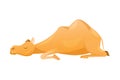 Brown Camel as Even-toed Ungulate Desert Animal Lying and Sleeping Vector Illustration Royalty Free Stock Photo