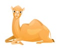 Brown Camel as Even-toed Ungulate Desert Animal Sitting on the Ground Vector Illustration Royalty Free Stock Photo