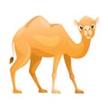 Brown Camel as Even-toed Ungulate Desert Animal Standing Vector Illustration Royalty Free Stock Photo