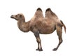 Brown camel isolated on white