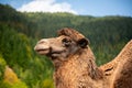 Brown camel portrait on green forest background