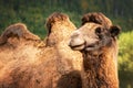 Brown camel portrait on green forest background