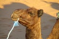 Brown camel in sand desert